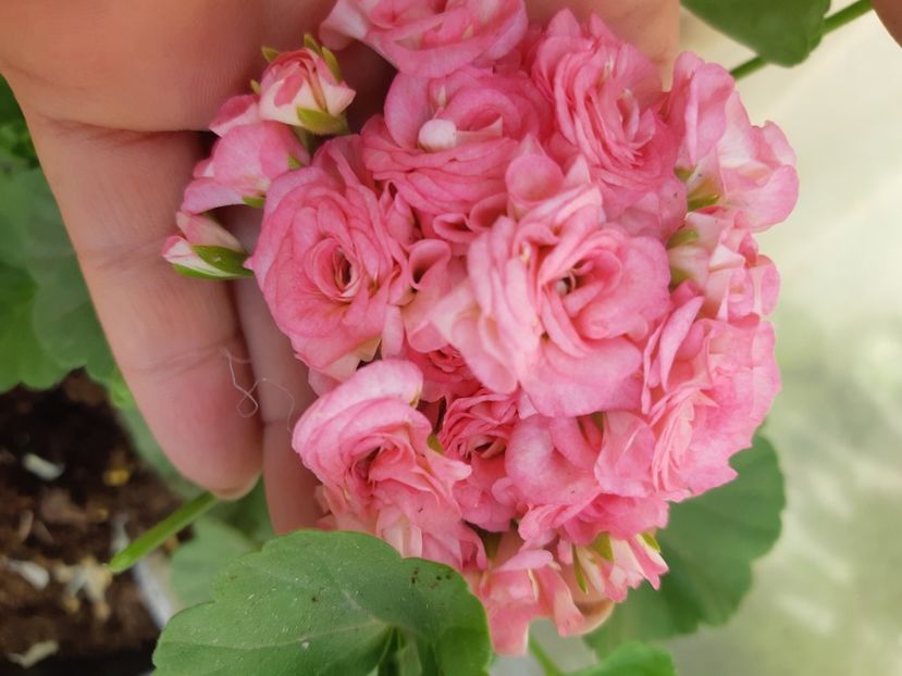  - Muscate trandafirasi