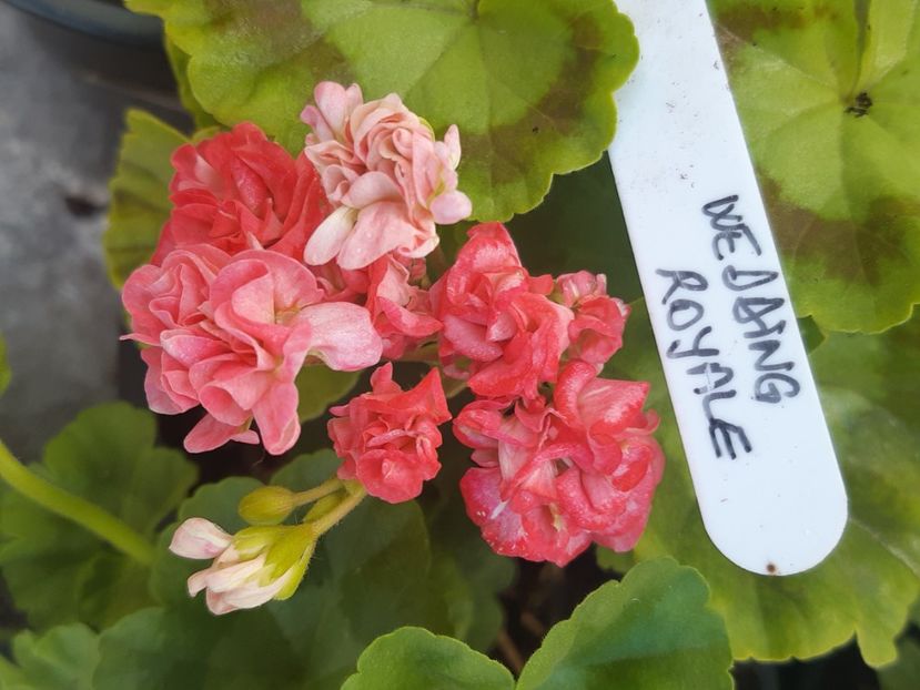  - Muscate trandafirasi