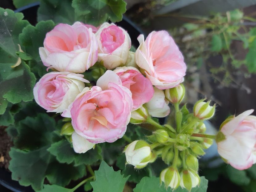  - Muscate trandafirasi