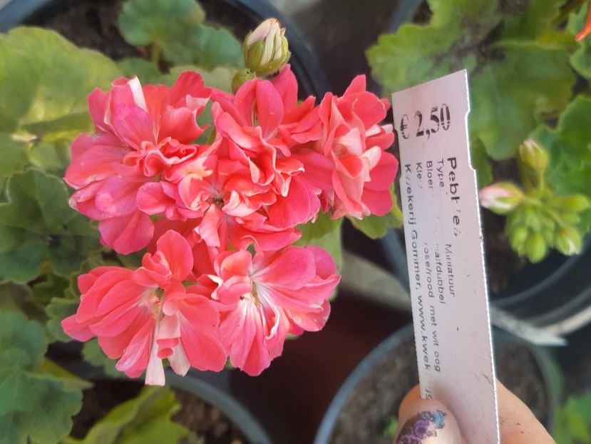  - Muscate trandafirasi