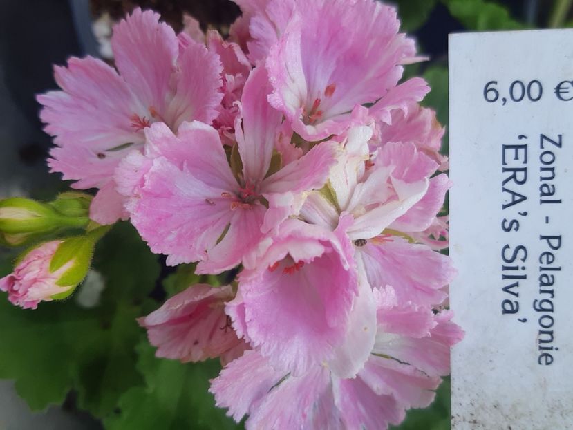 20220525_090544(0) - Muscate garofita