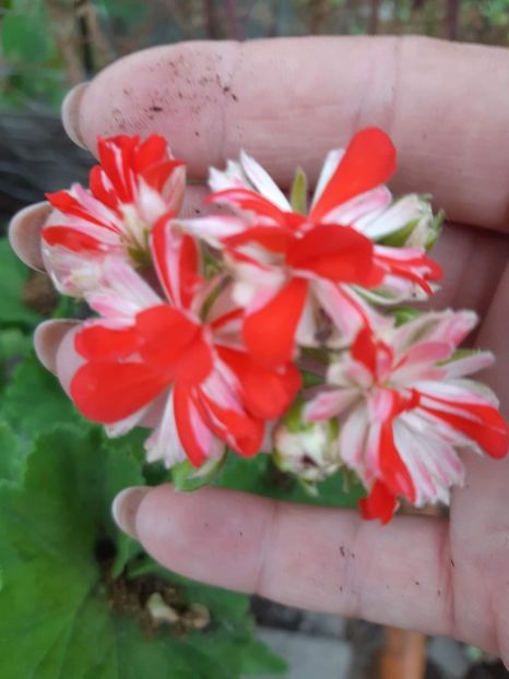 received_572319470951807 - Muscate pictate