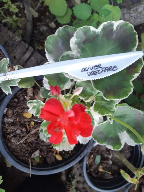 received_1680386409014197 - Muscate variegate