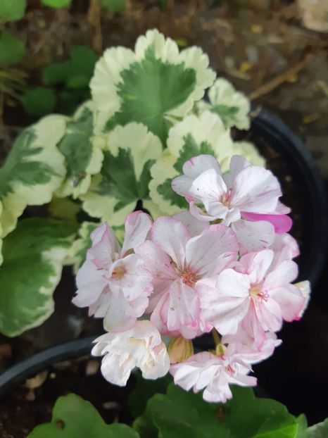 received_994654021235960 - Muscate variegate