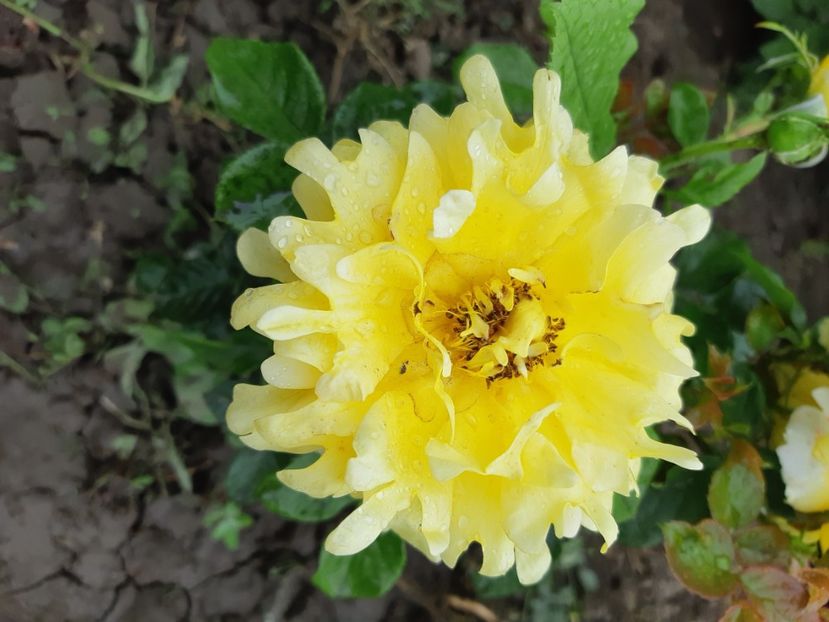  - Trandafiri gradina