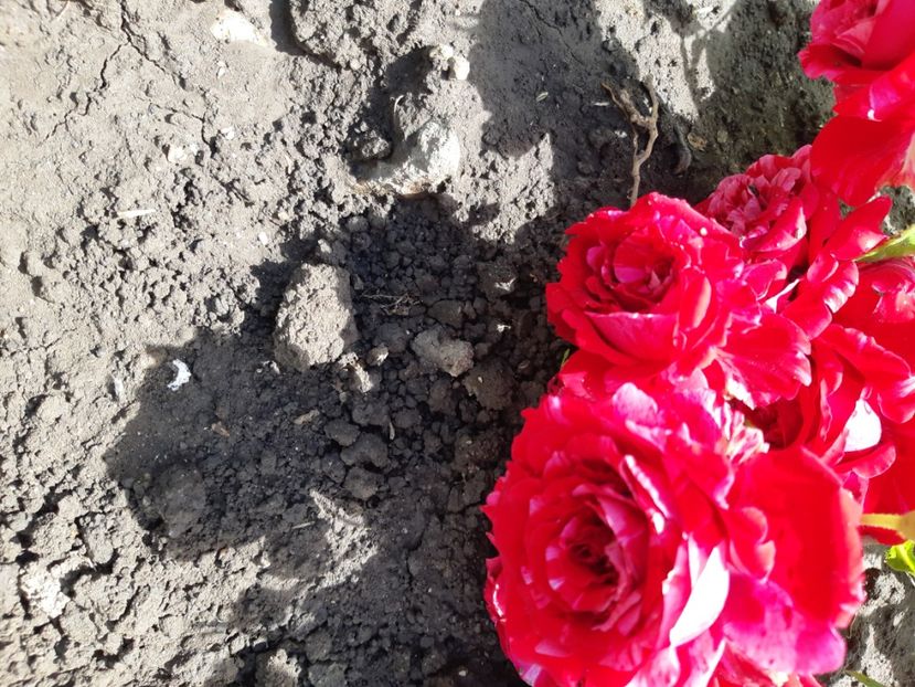  - Trandafiri gradina