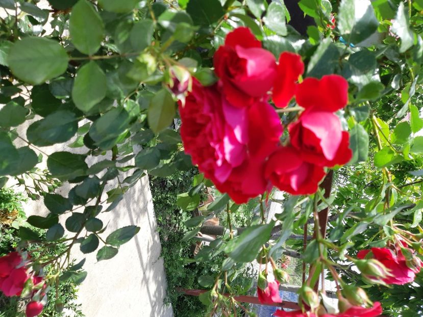  - Trandafiri gradina