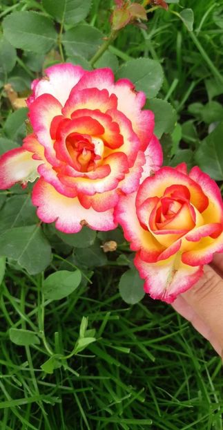 received_2292938660856155 - Trandafiri gradina