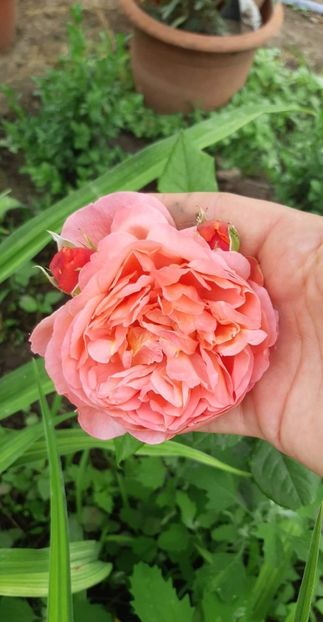 received_327326079576013 - Trandafiri gradina