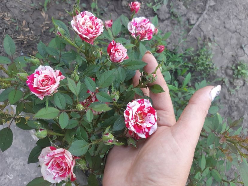  - Trandafiri gradina
