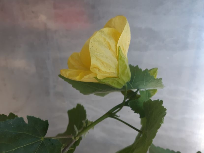 20220603_182255(0) - Abutiloni