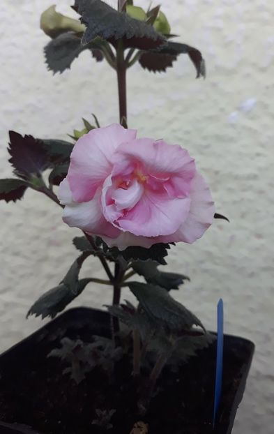  - 0001 2022 - BriD s ROSAMARIE