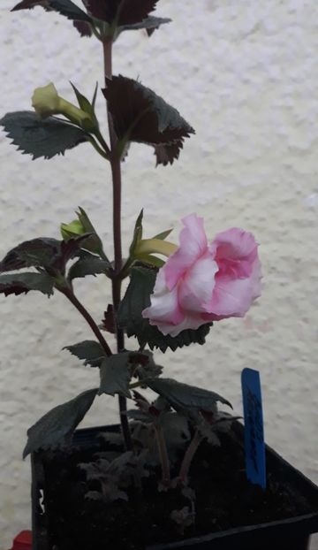  - 0001 2022 - BriD s ROSAMARIE