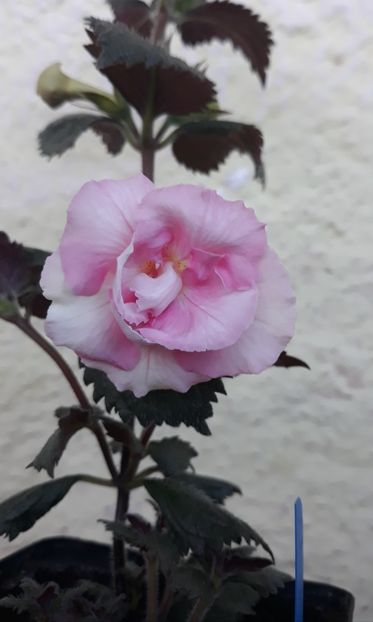  - 0001 2022 - BriD s ROSAMARIE