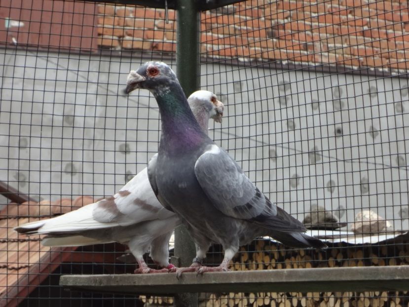  - 07-VOIAJORI STIL VECHI 2022