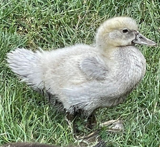 Warzenenten perlgrau - Bomboane asortate 2022