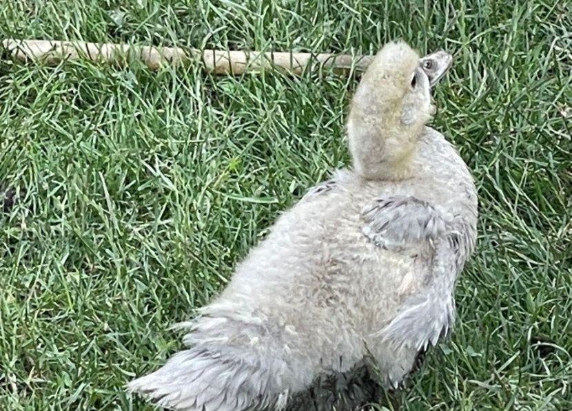 Perlgrau - Bomboane asortate 2022