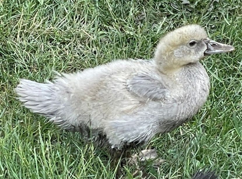 Lavanda - Bomboane asortate 2022