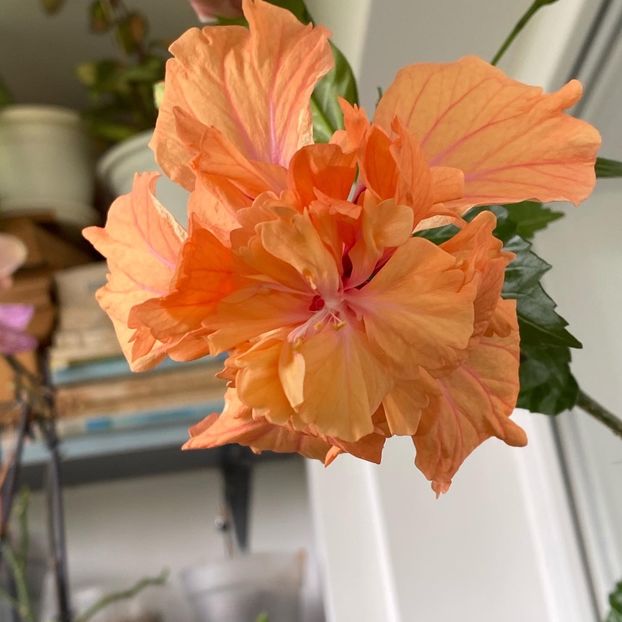 00E8544C-E469-43B7-B131-1835EC9F2D18 - Hibi 2022