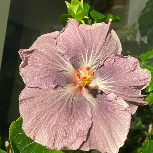 CEE570A1-1C8B-4140-B97D-F7F6F5D3154E - Hibi 2022