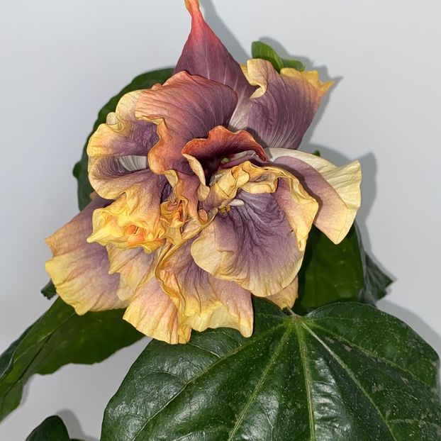 076D5459-CD65-4708-AD2E-35F4BCFCE3D0 - Hibi 2022