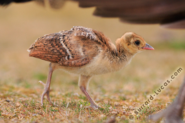 peacock_chick