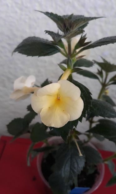  - 0001 2022 - Himalayan Sunrise xA