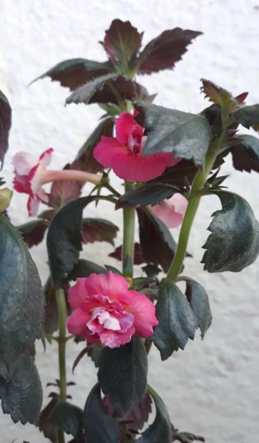 2022 - 0001 2022 - Aurika Ashcroft