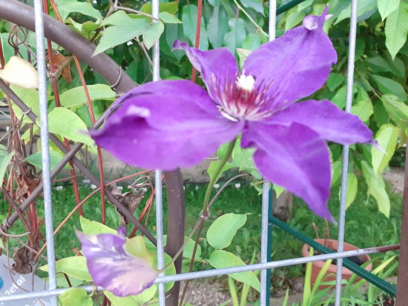  - Clematite