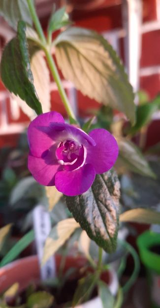 Double Blue - 13 Achimenes 2022