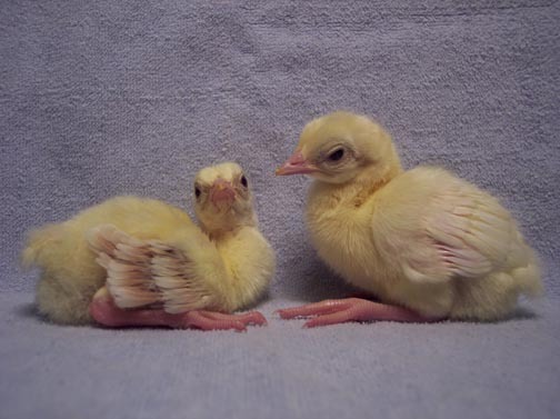 peafowl_chicks - 2-Poze pui de pauni