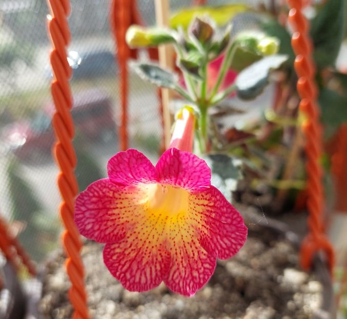  - Northwoods Sunburst