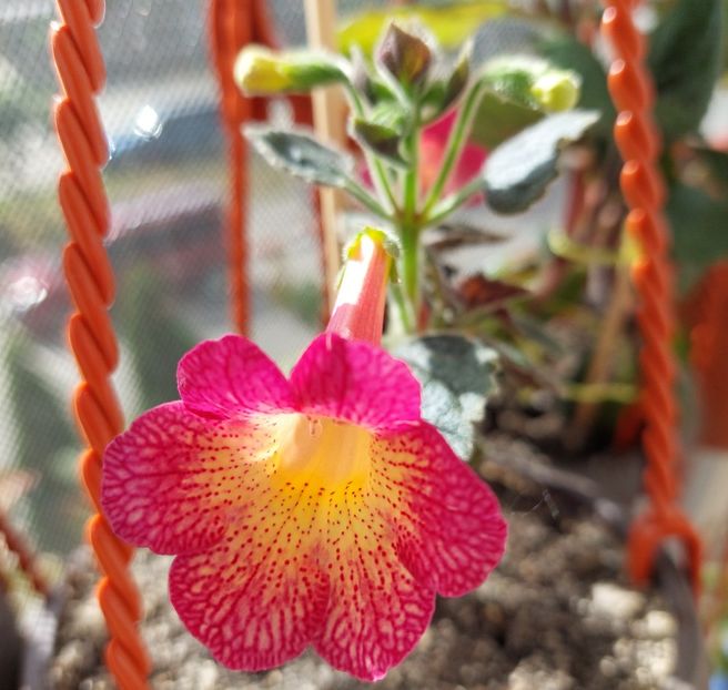  - Northwoods Sunburst