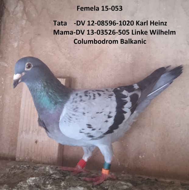 Femela 15-053,,,,-Tatarani - Porumbei vanduti