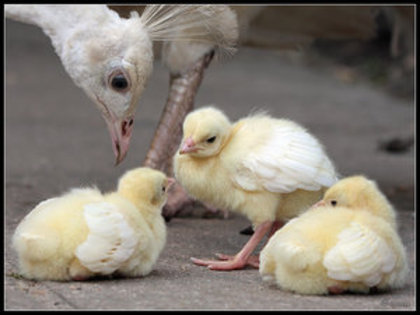 White_Peacock_Chicks_by_cycoze - 2-Poze pui de pauni