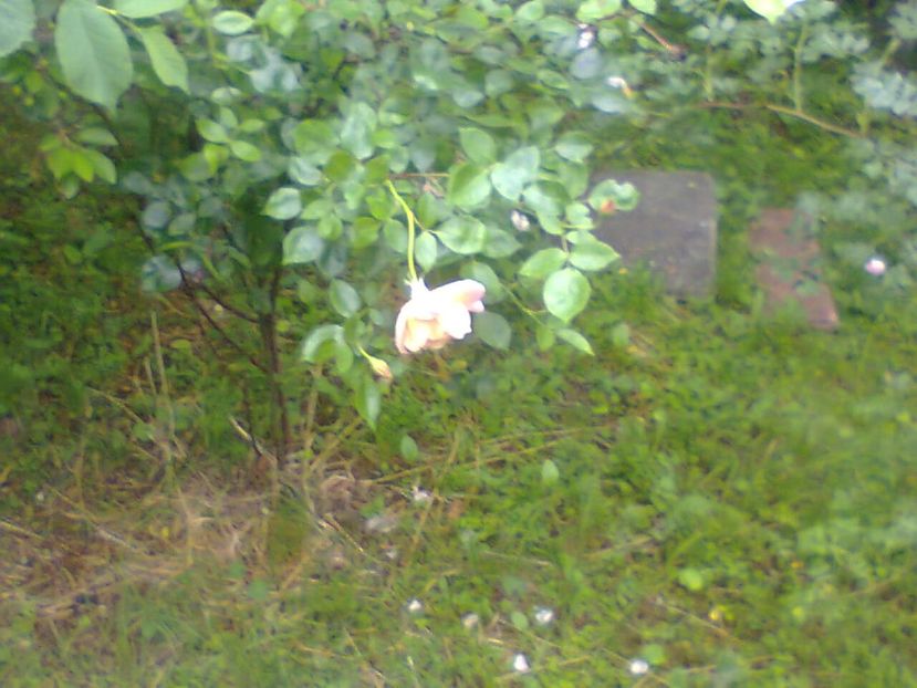 Fotografie6428 - 2022 mai 11 Inceput de vacanță la grădina!