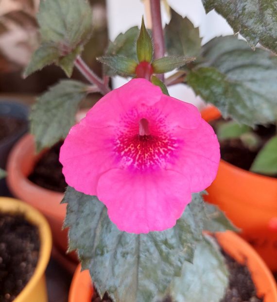 Candy Shop - AAA Achimenes 2022