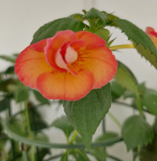 Golden Buck - AAA Achimenes 2022