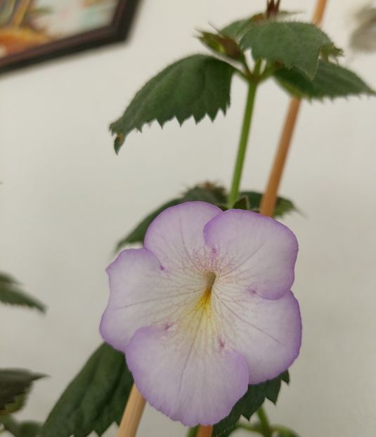 Morning Drizzle - AAA Achimenes 2022
