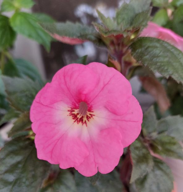 Apple Blossom - AAA Achimenes 2022
