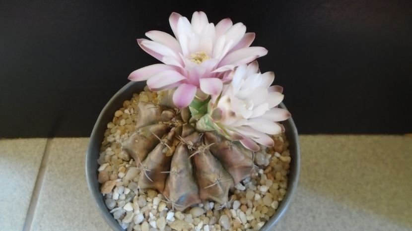  - Cactusi-Gymnocalycium 2022-23