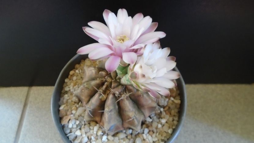  - Cactusi-Gymnocalycium 2022-23