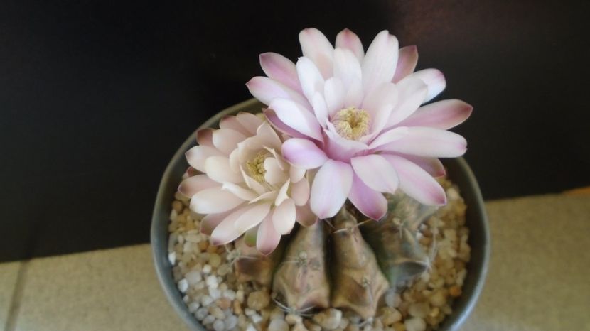  - Cactusi-Gymnocalycium 2022-23