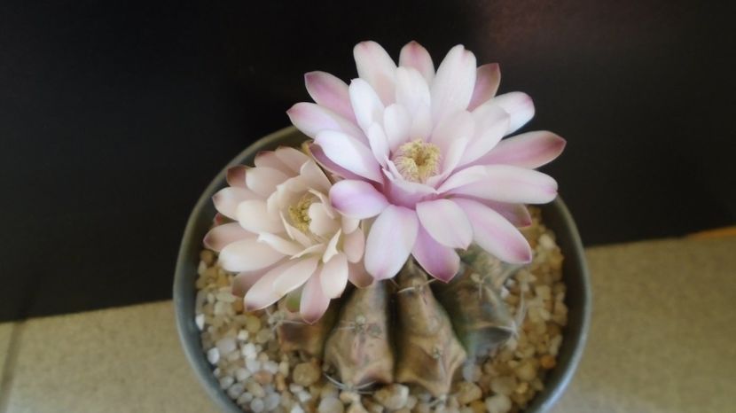  - Cactusi-Gymnocalycium 2022-23