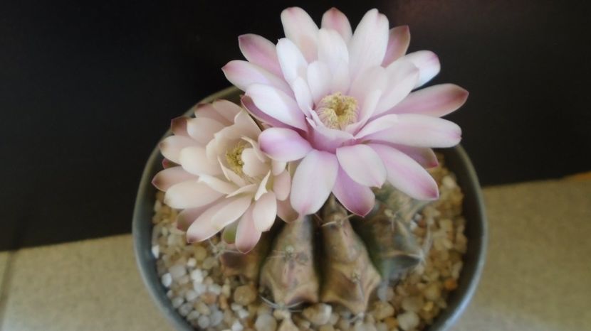  - Cactusi-Gymnocalycium 2022-23