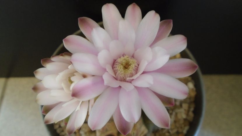  - Cactusi-Gymnocalycium 2022-23