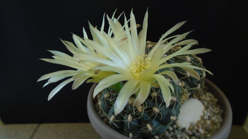  - Cactusi-Gymnocalycium 2022-23