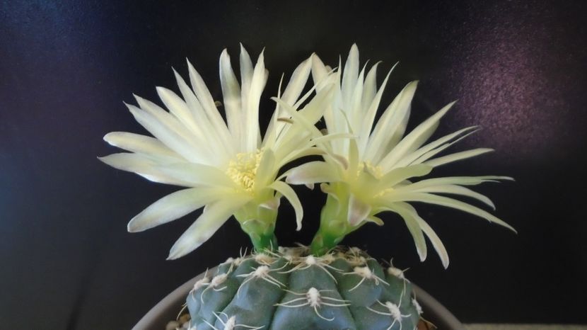  - Cactusi-Gymnocalycium 2022-23