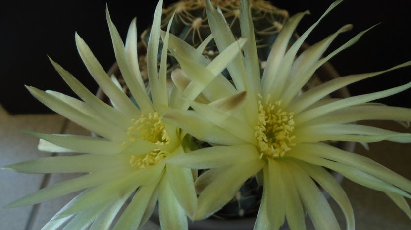  - Cactusi-Gymnocalycium 2022-23