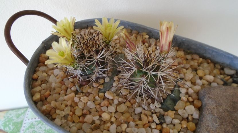  - Cactusi 2022